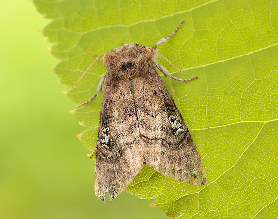 65.010 BF1654 Figure of Eighty Tethea ocularis