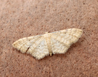 70.006 BF1705 Dwarf Cream Wave Idaea fuscovenosa
