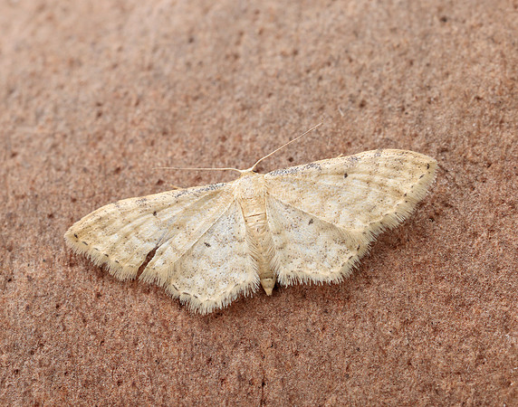 70.006 BF1705 Dwarf Cream Wave Idaea fuscovenosa