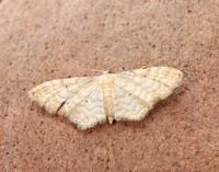 70.006 BF1705 Dwarf Cream Wave Idaea fuscovenosa