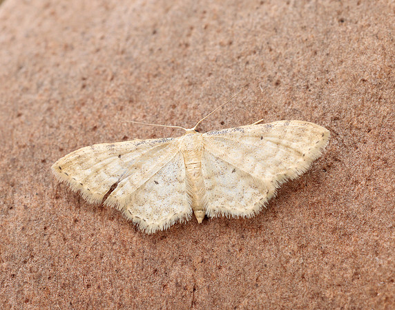 70.006 BF1705 Dwarf Cream Wave Idaea fuscovenosa