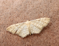 70.006 BF1705 Dwarf Cream Wave Idaea fuscovenosa