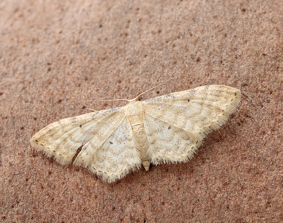 70.006 BF1705 Dwarf Cream Wave Idaea fuscovenosa