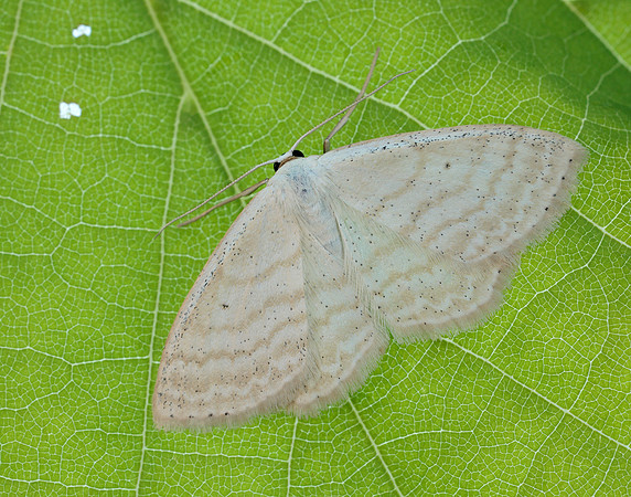 70.025 BF1692 Lesser Cream Wave Scopula immutata