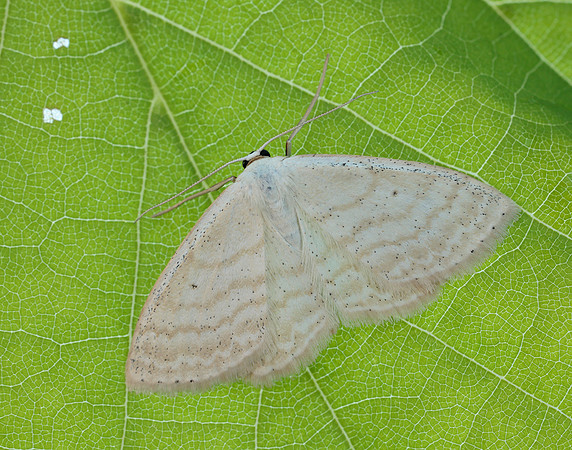 70.025 BF1692 Lesser Cream Wave Scopula immutata