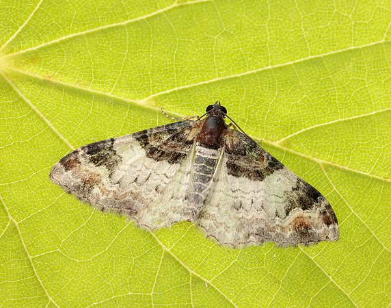 70.056 BF1736 Royal Mantle Catarhoe cuculata