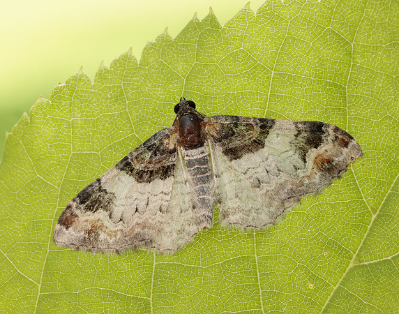 70.056 BF1736 Royal Mantle Catarhoe cuculata