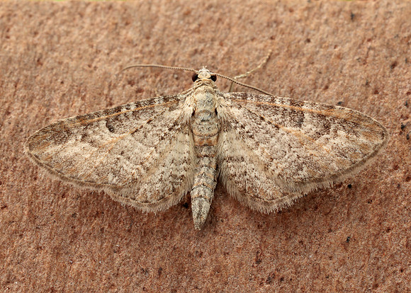 70.189 BF1840 Shaded Pug Eupithecia subumbrata