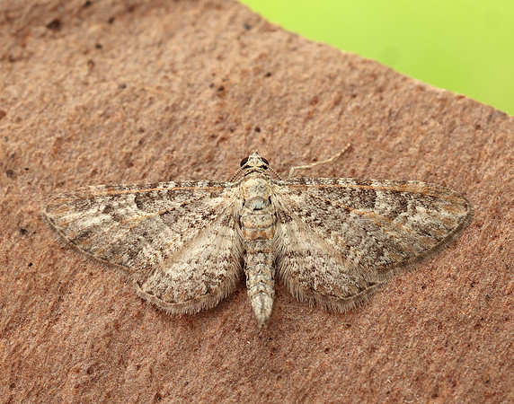 70.189 BF1840 Shaded Pug Eupithecia subumbrata