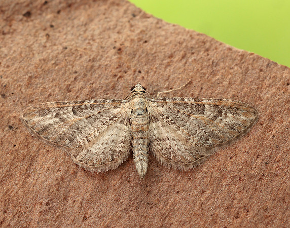 70.189 BF1840 Shaded Pug Eupithecia subumbrata