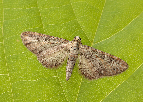 70.189 BF1840 Shaded Pug Eupithecia subumbrata
