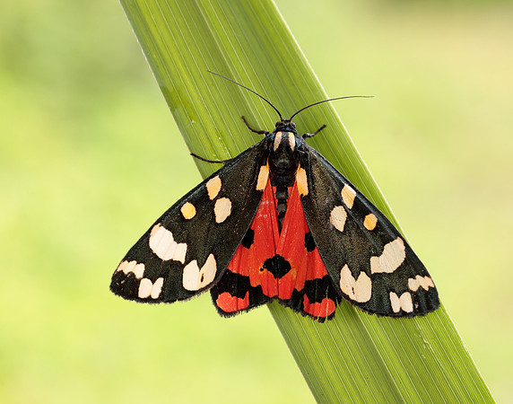 72.029 BF2068 Scarlet Tiger Callimorpha dominula
