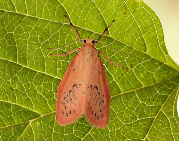 72.035 BF2037 Rosy Footman Miltochrista miniata