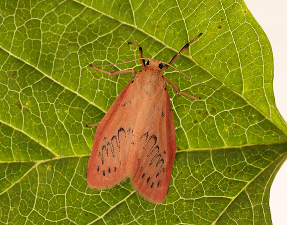72.035 BF2037 Rosy Footman Miltochrista miniata