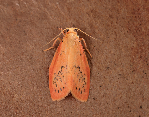 72.035 BF2037 Rosy Footman Miltochrista miniata