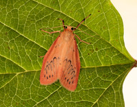 72.035 BF2037 Rosy Footman Miltochrista miniata