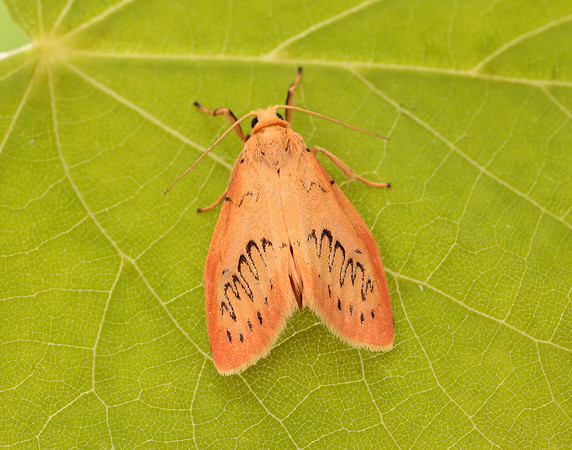 72.035 BF2037 Rosy Footman Miltochrista miniata