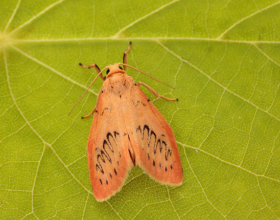 72.035 BF2037 Rosy Footman Miltochrista miniata