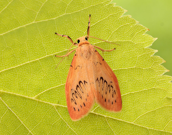 72.035 BF2037 Rosy Footman Miltochrista miniata