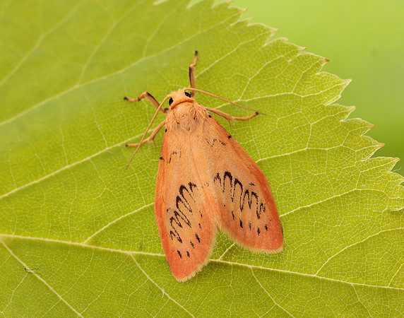 72.035 BF2037 Rosy Footman Miltochrista miniata