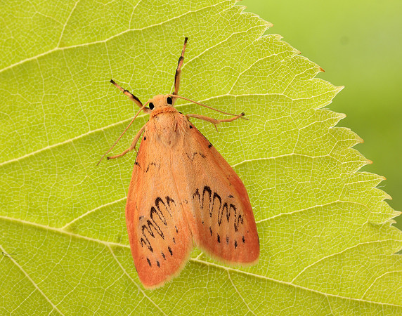 72.035 BF2037 Rosy Footman Miltochrista miniata