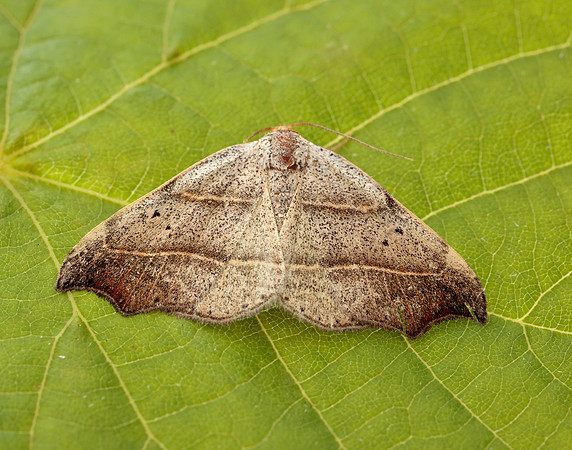 72.069 BF2473 Beautiful Hook-tip Laspeyria flexula