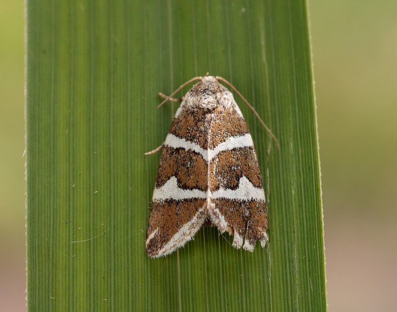 73.027 BF2413 Silver Barred Deltote bankiana
