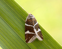 73.027 BF2413 Silver Barred Deltote bankiana