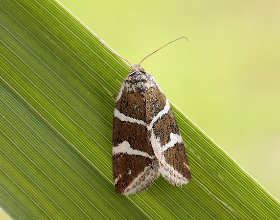 73.027 BF2413 Silver Barred Deltote bankiana