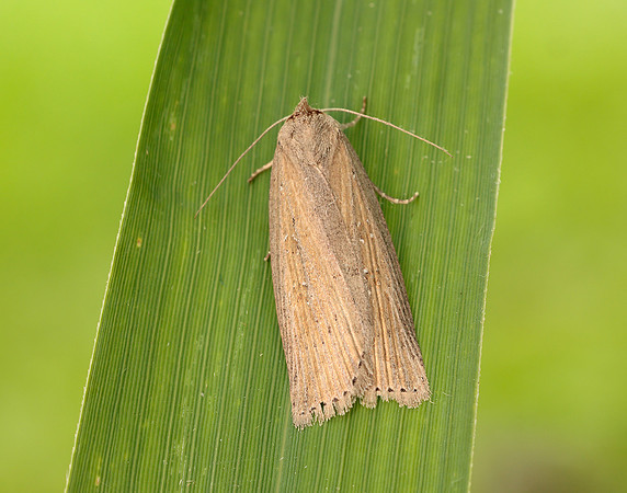 73.100 BF2391 Silky Wainscot Chilodes maritima