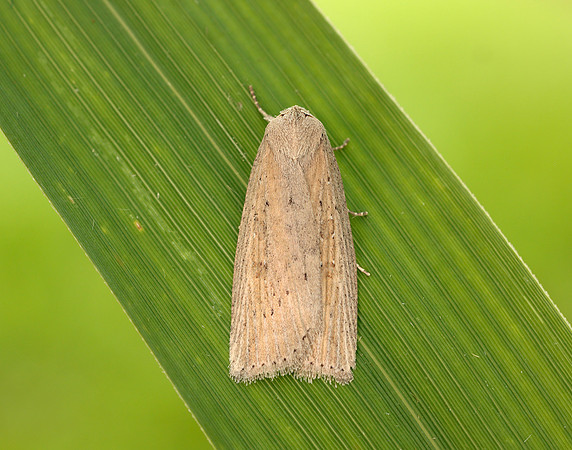 73.100 BF2391 Silky Wainscot Chilodes maritima