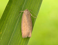 73.100 BF2391 Silky Wainscot Chilodes maritima
