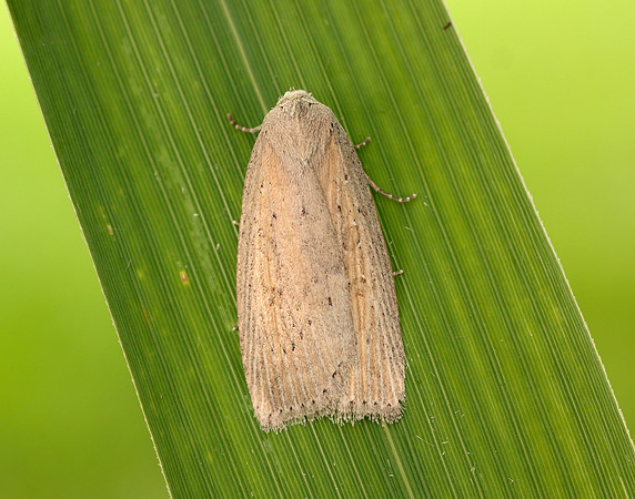 73.100 BF2391 Silky Wainscot Chilodes maritima