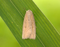 73.100 BF2391 Silky Wainscot Chilodes maritima