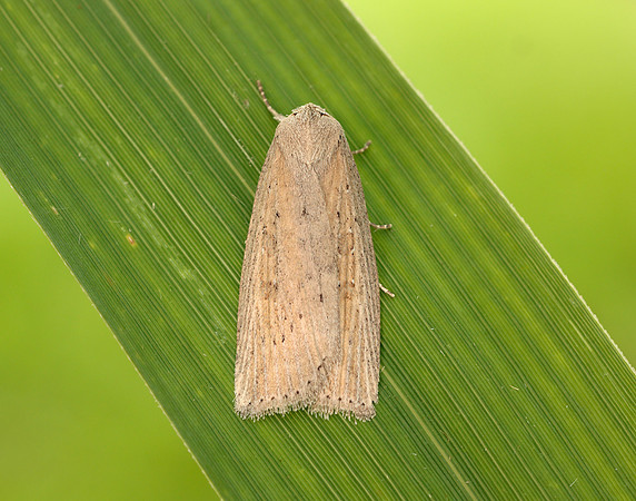73.100 BF2391 Silky Wainscot Chilodes maritima