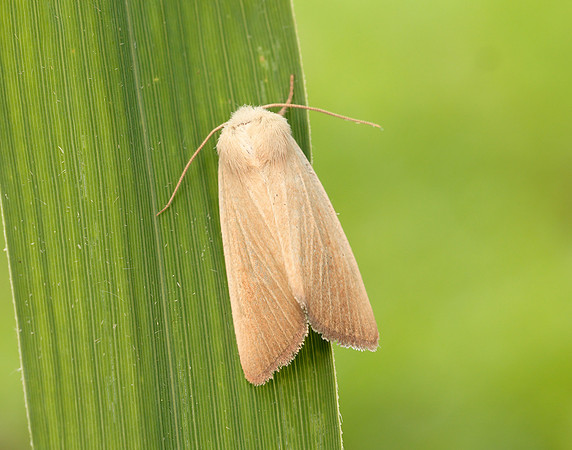 73.137 BF2377 Fen Wainscot Arenostola phragmitidis