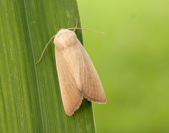 73.137 BF2377 Fen Wainscot Arenostola phragmitidis
