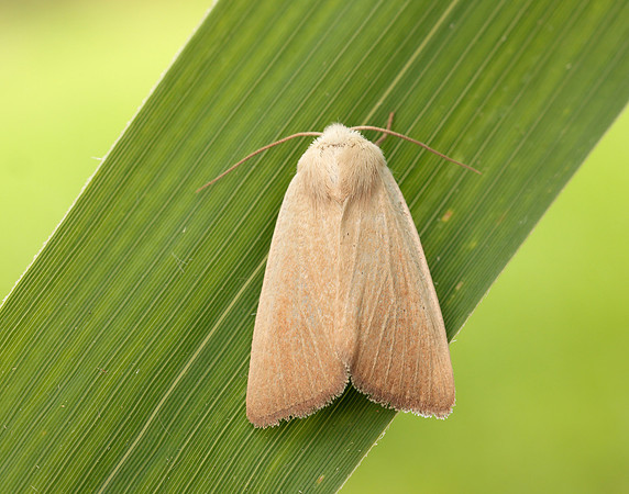 73.137 BF2377 Fen Wainscot Arenostola phragmitidis