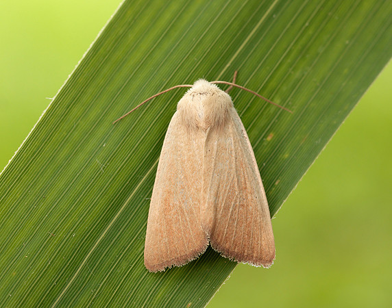 73.137 BF2377 Fen Wainscot Arenostola phragmitidis