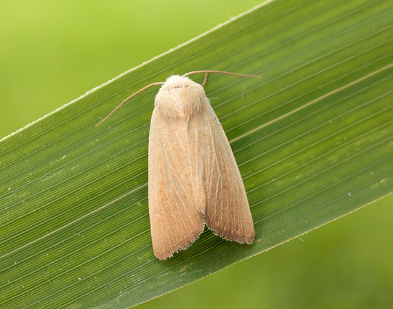 73.137 BF2377 Fen Wainscot Arenostola phragmitidis