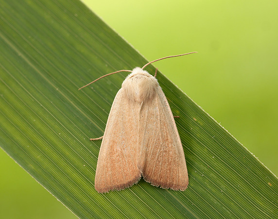 73.137 BF2377 Fen Wainscot Arenostola phragmitidis