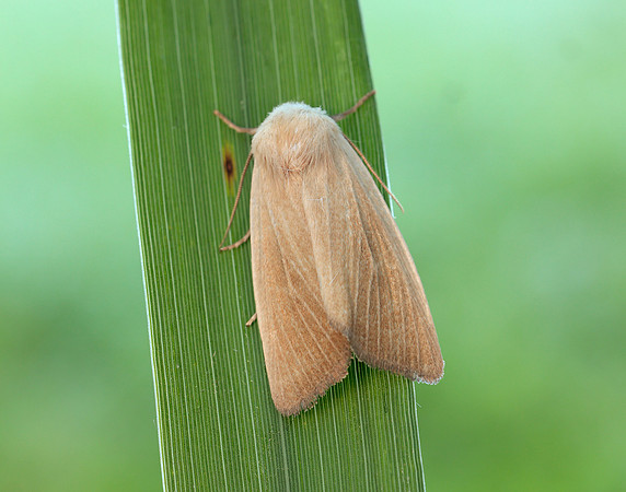 73.137 BF2377 Fen Wainscot Arenostola phragmitidis