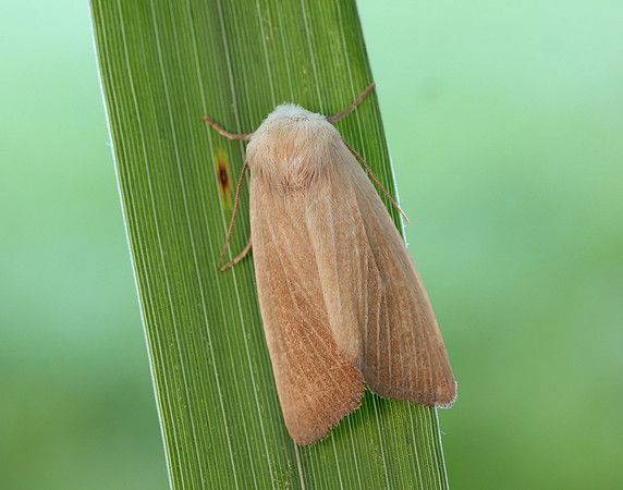 73.137 BF2377 Fen Wainscot Arenostola phragmitidis