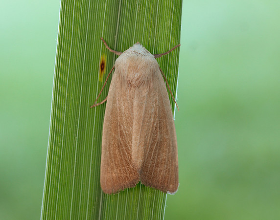 73.137 BF2377 Fen Wainscot Arenostola phragmitidis