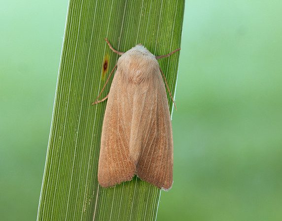 73.137 BF2377 Fen Wainscot Arenostola phragmitidis