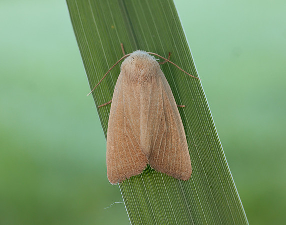 73.137 BF2377 Fen Wainscot Arenostola phragmitidis