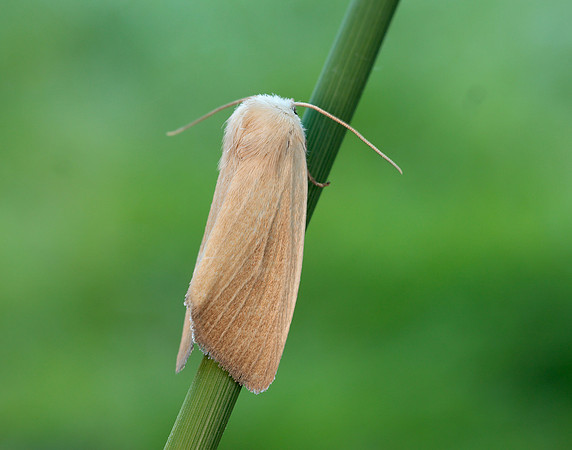 73.137 BF2377 Fen Wainscot Arenostola phragmitidis
