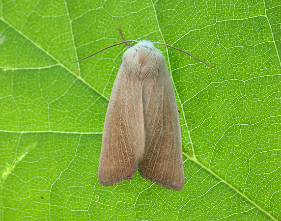 73.137 BF2377 Fen Wainscot Arenostola phragmitidis
