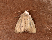 73.142 BF2379 Small Rufous Coenobia rufa