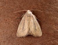 73.142 BF2379 Small Rufous Coenobia rufa